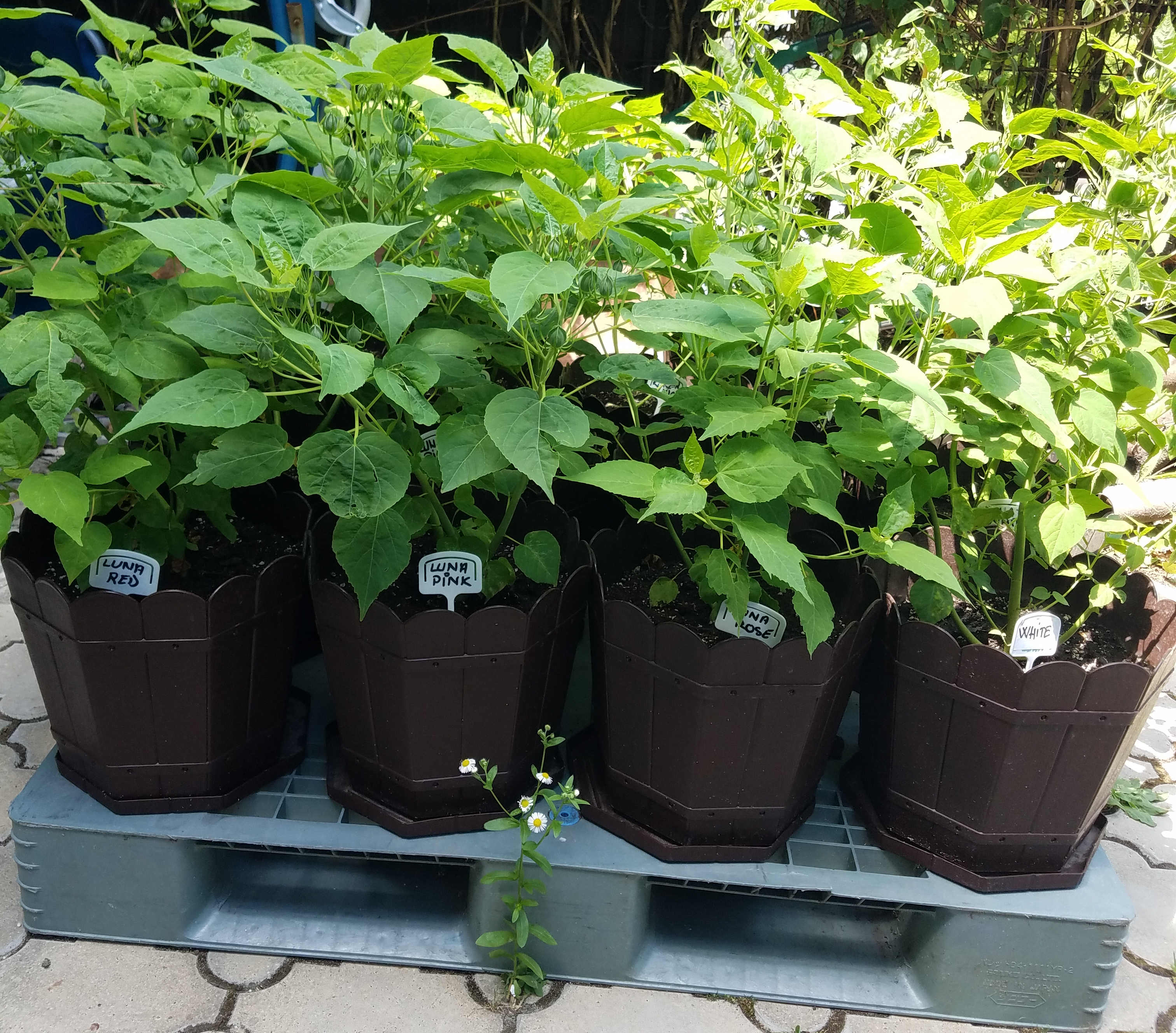 ghivece cu hibiscus pe palet gri